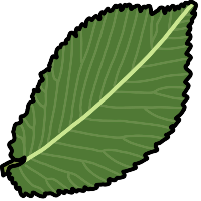 an English elm leaf.